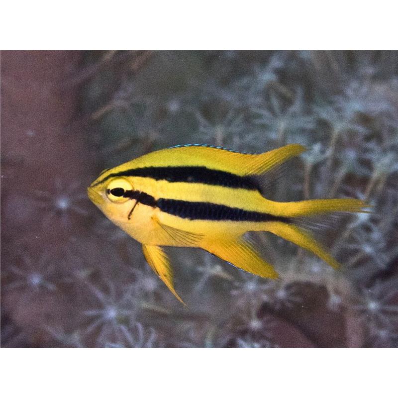 Neoglyphidodon Nigroris (Black-and-gold chromis) - imagine 4